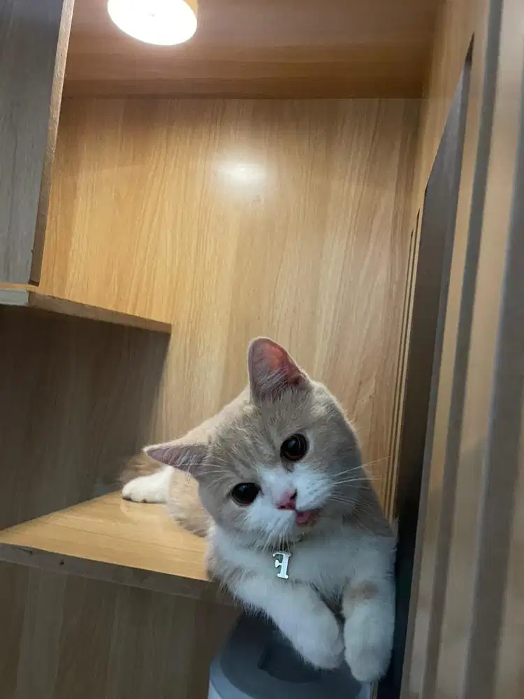 open adopt cat bsh munchkin