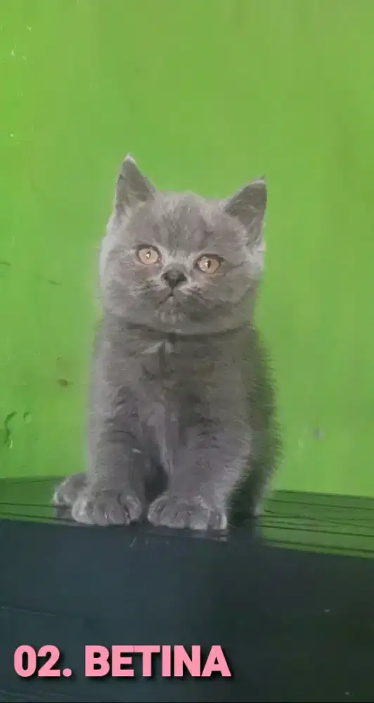 KUCING BSH BRITISH SHORTHAIR SF SCOTTISH FOLD MUNCHKIN PEAKNOSE EXO