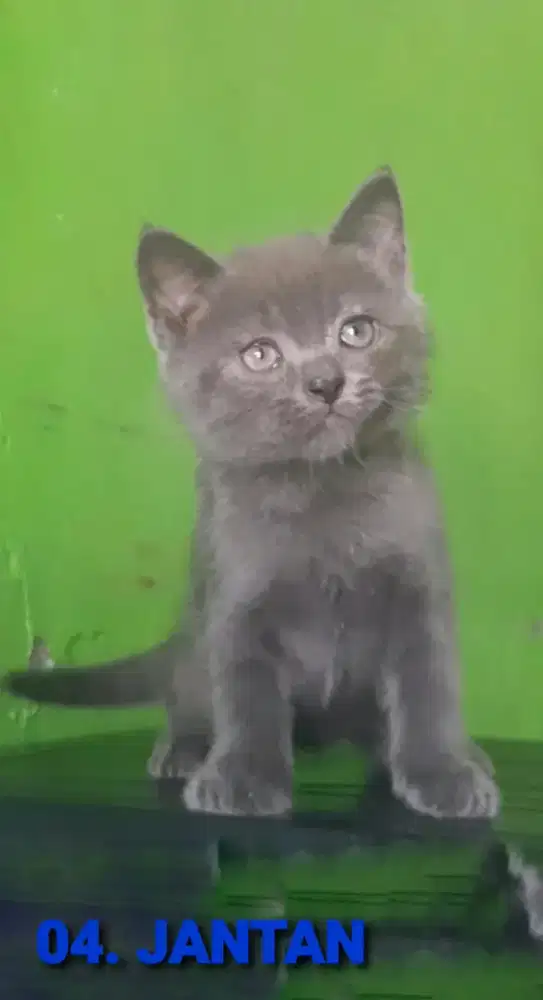 KUCING BSH BRITISH SHORTHAIR MUNCHKIN RAGDOLL EXO PEAKNOSE
