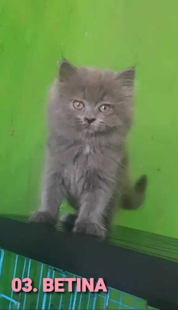 KUCING BSH BLH BRITISH SHORTHAIR SF RAGDOLL MUNCHKIN EXO PEAKNOSE