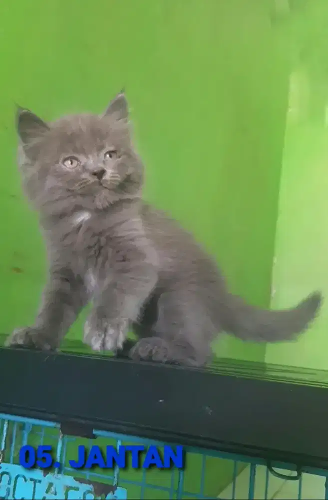 KUCING BSH BLH BRITTISH SHORTHAIR SF MUNCHKIN RAGDOLL EXO PEAKNOSE