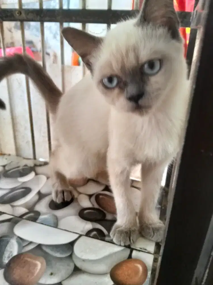 Kucing Siam himalaya