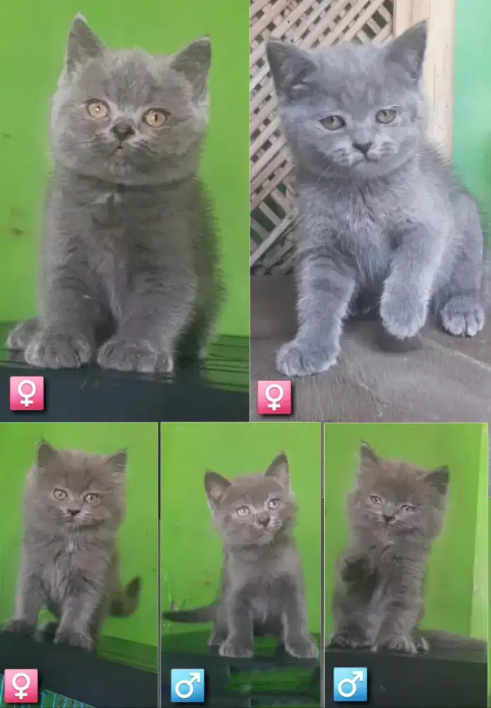 KUCING BSH BLH BRITISH SHORTHAIR SF MUNCHKIN RAGDOLL EXO PEAKNOSE