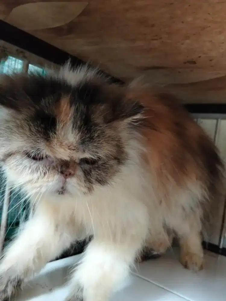 Super flatnose Calico delute