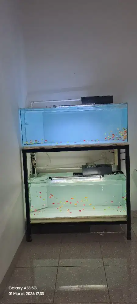 Rak dan akuairum ikan