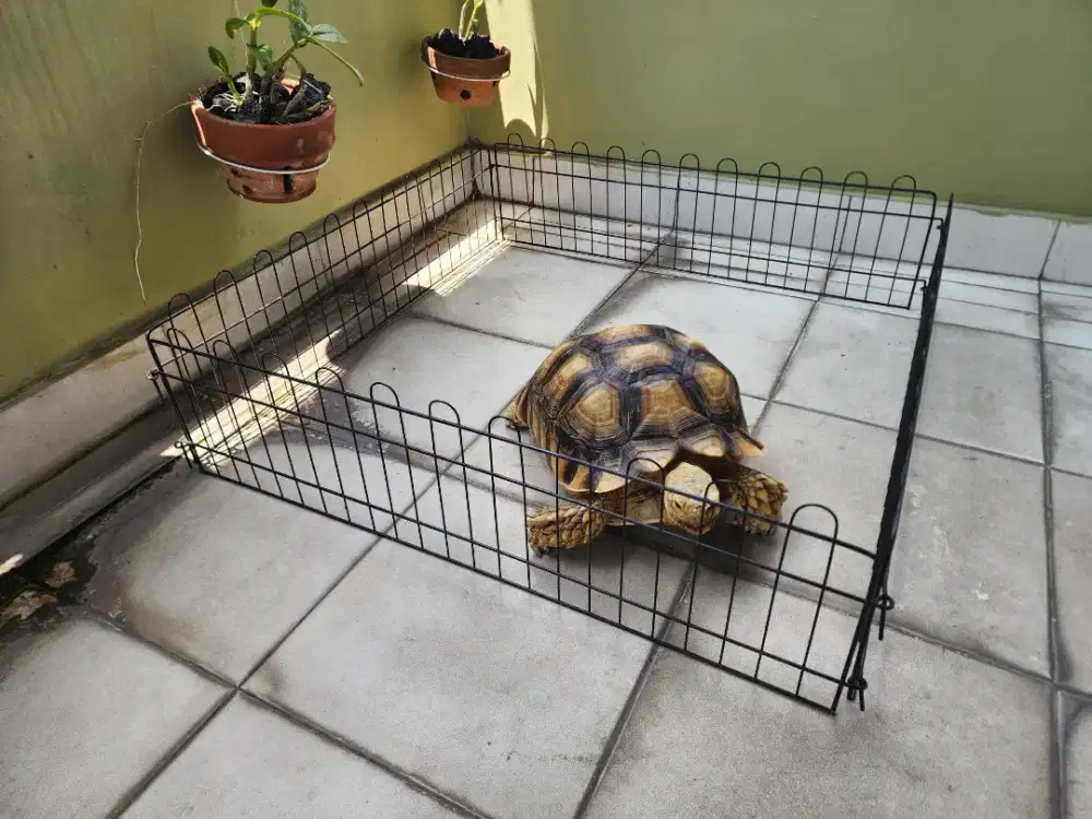 SULCATA BETINA JUMBOO