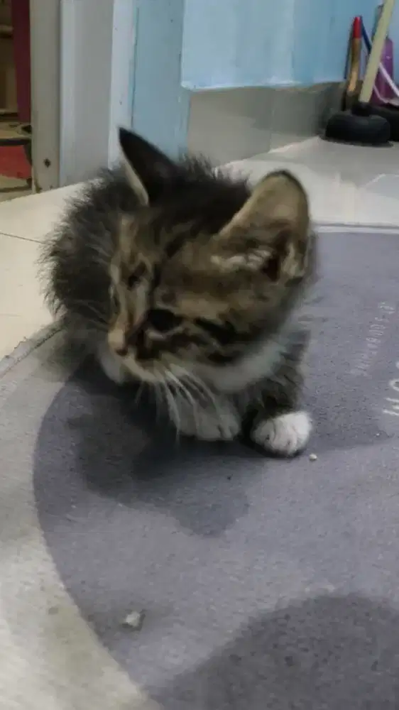 Open adopt anak kucing mix breed / kampung (A)