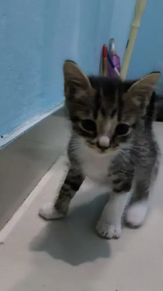 Open adopt anak kucing mix breed / kampung (B)