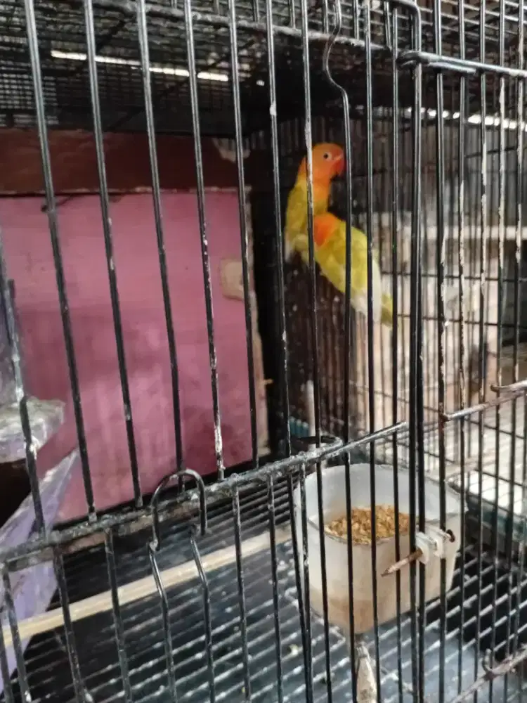 Paud lovebird  mandiri