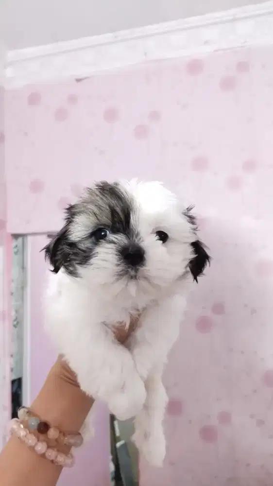 Shihtzu Betina nonstb Non vaksin