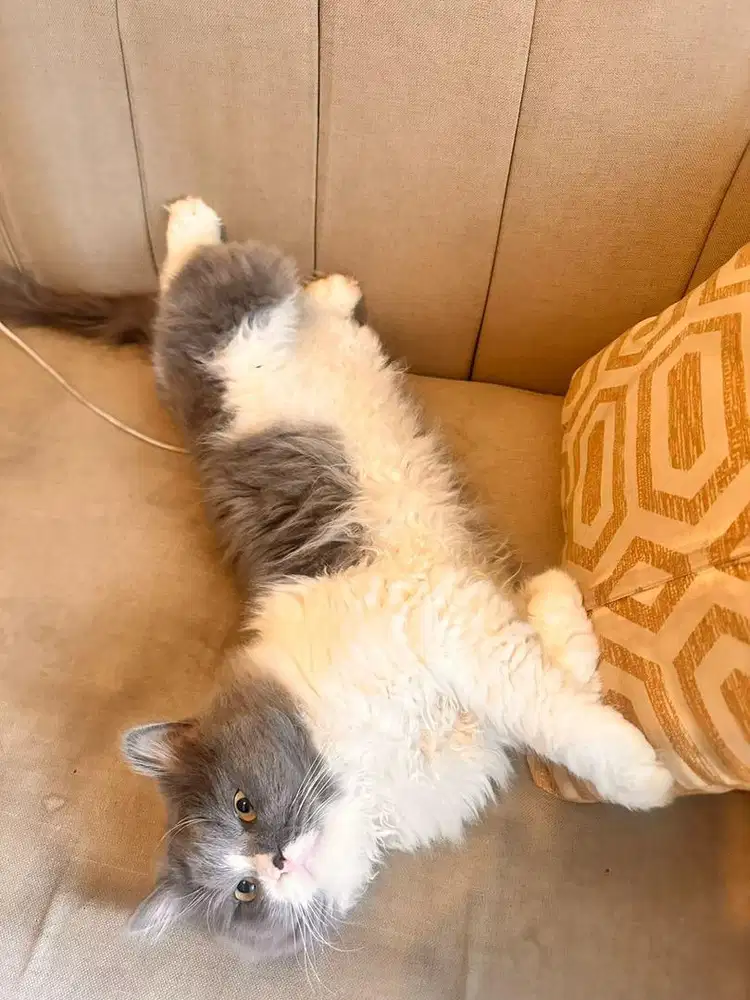 Persia bigbone jantan