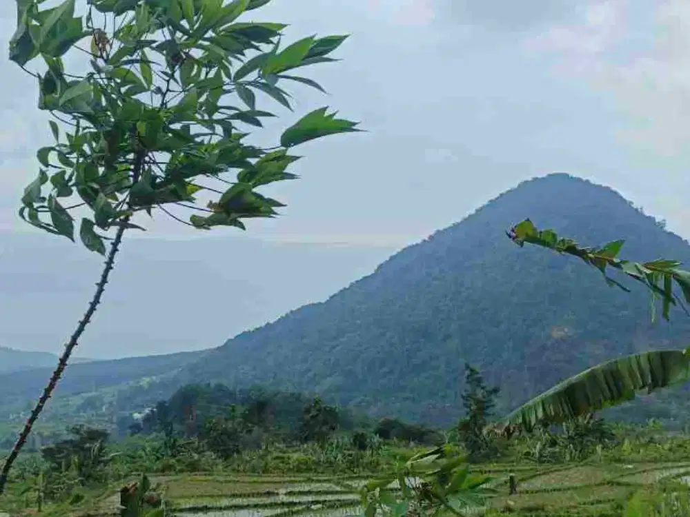 tanah murah bojong koneng