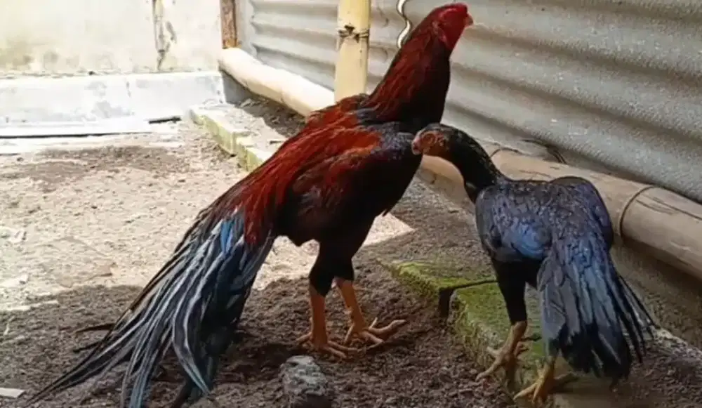 3 ekor anakan aseel parot