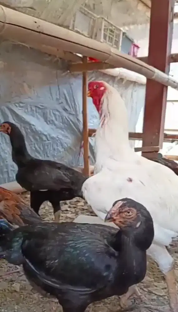 4 ekor ciak aseel parot