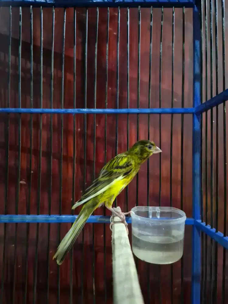 Kenari Hybrid Hijau Botol