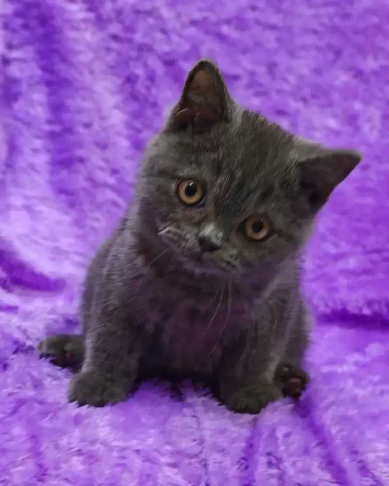 Kucing Bsh Britishshorthair blue