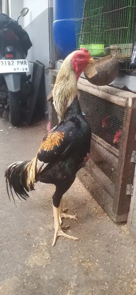 Shamo eropa line nuber indukan sepasang