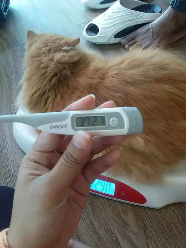 Di cari Admin Pet Shop Berpengalaman