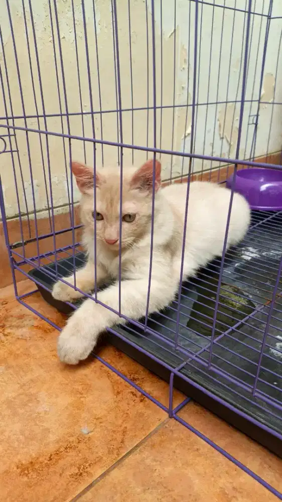 Mixdom jantan usia 4 bulan