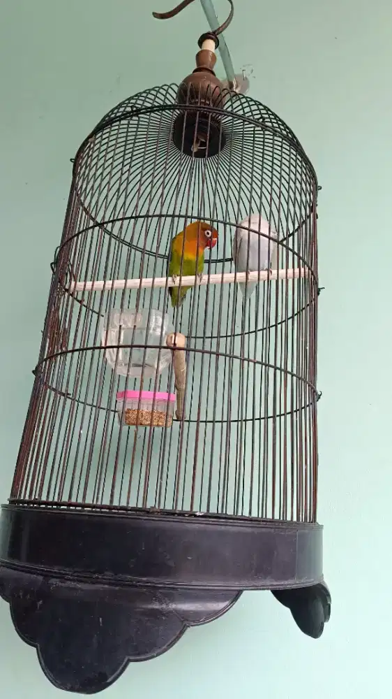 Burung lovebird