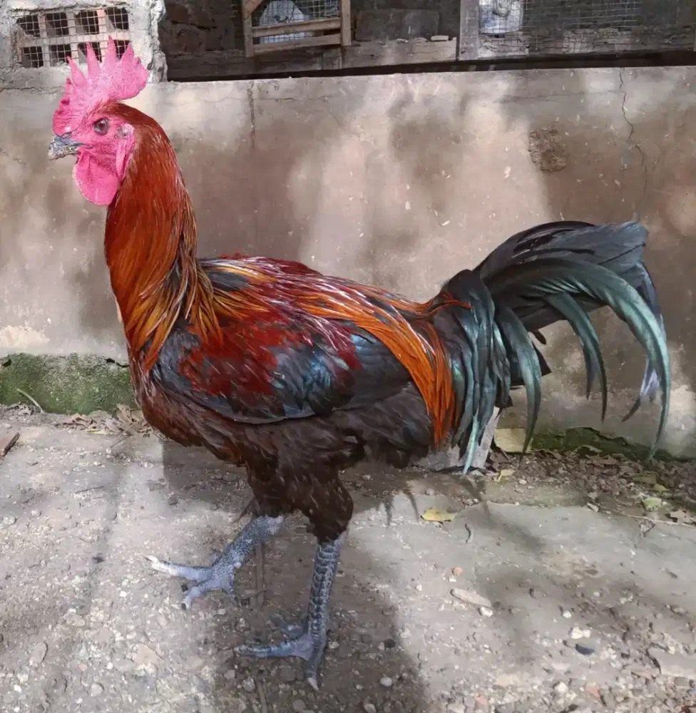 AYAM PELUNG JUMBO
