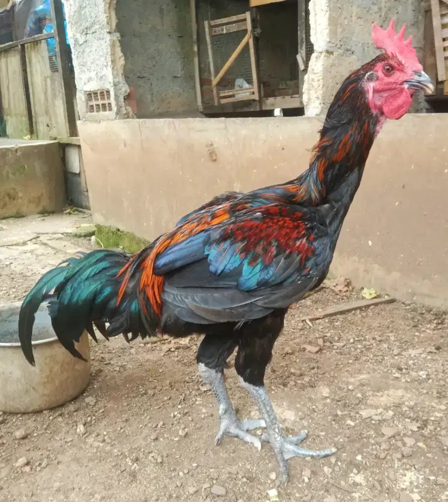 AYAM PELUNG JUMBO
