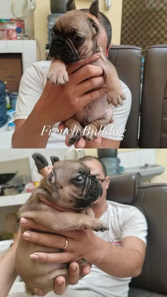 Anak anjing French Buldog (frenchie)