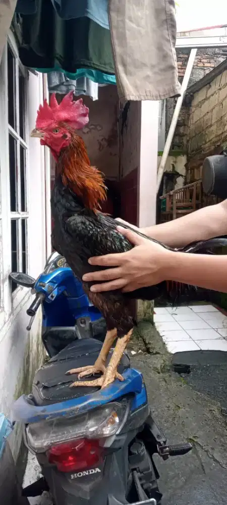 Ayam bangkok superman