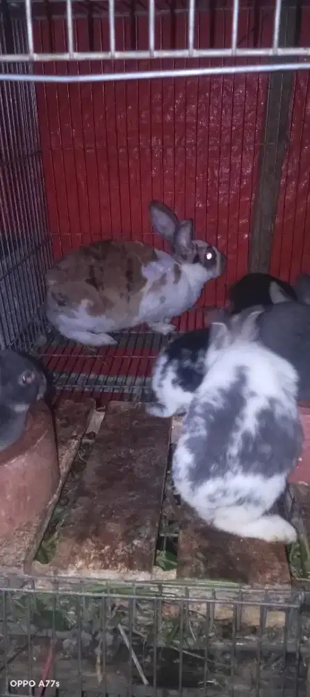 Kelinci hewan pengerat indukan tricolor