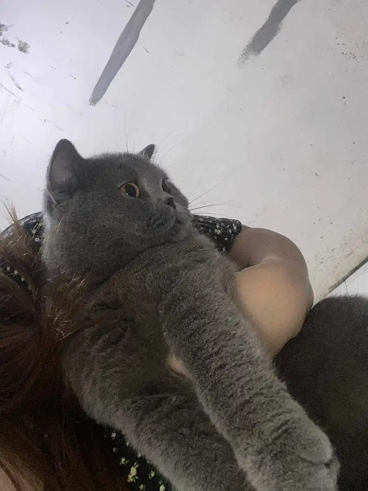 BSH JANTAN NON PED FUL VAKSIN