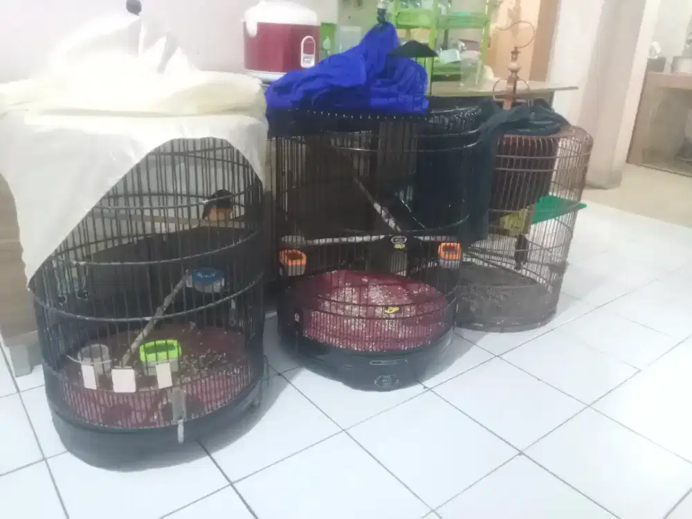 Jual murai batu 3 ekor full set