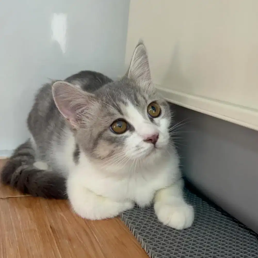 Kucing Scottish, British Shorthair, Munchkin, Persia