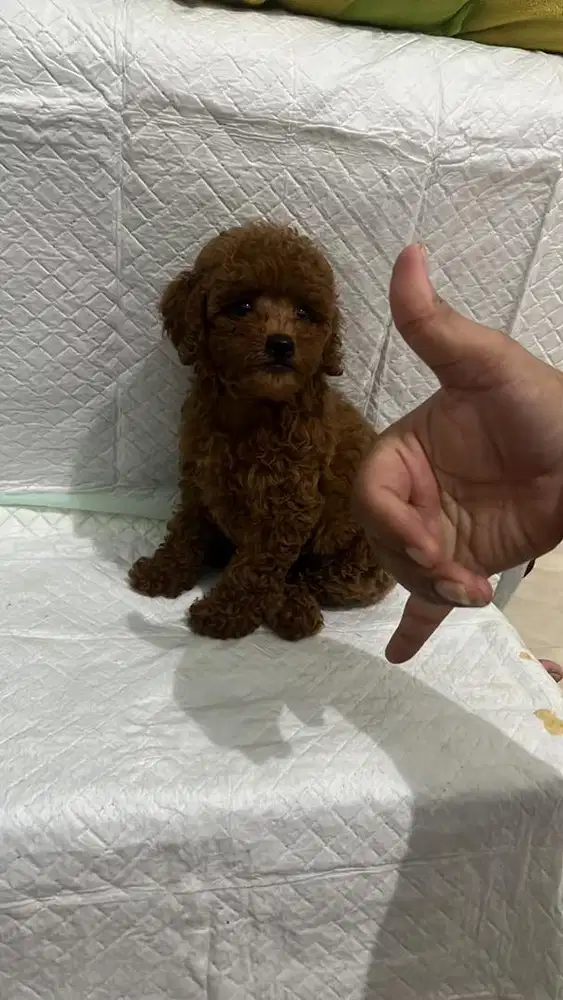 Red toy poodle kaki pendek . Kecil medan siap pantau