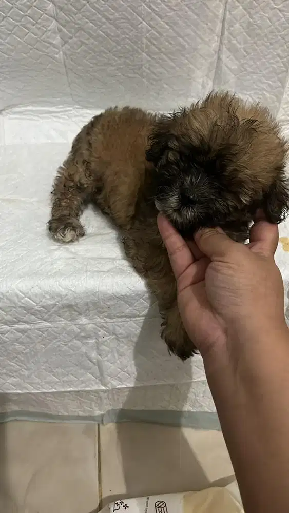 Shihpoo . Shihtzu mix poodle jantan siap pantau medan