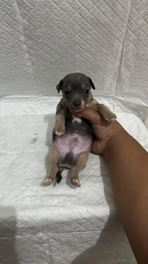 Chihuahua cihuahua BLUE TAN