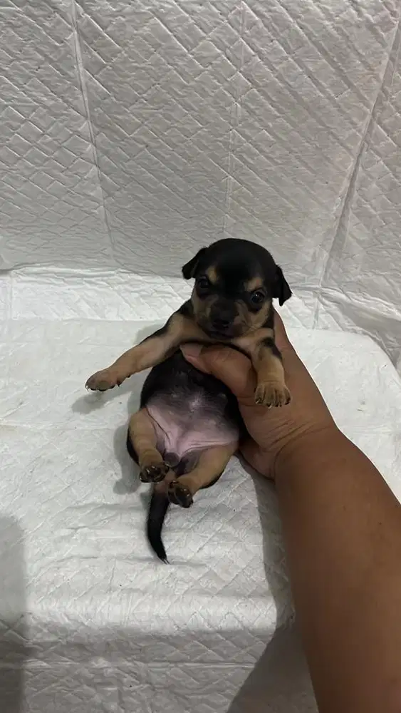 Chihuahua blacktan cihuahua medan