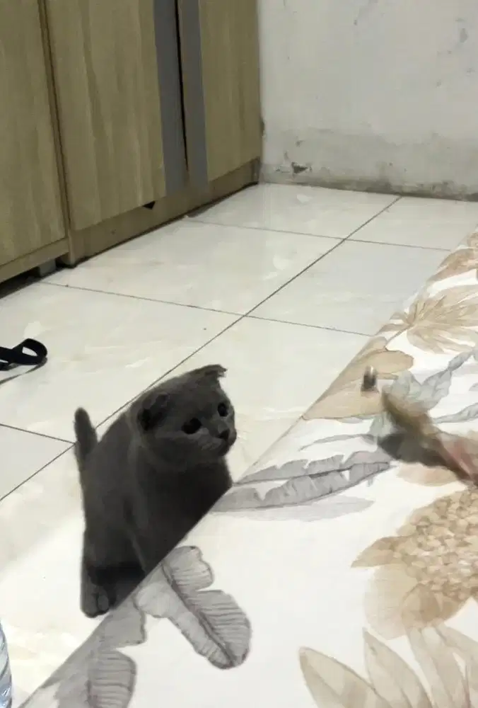 BRITISH SHORTHAIR (BSh) X SCOTTISH FOLD (SF)