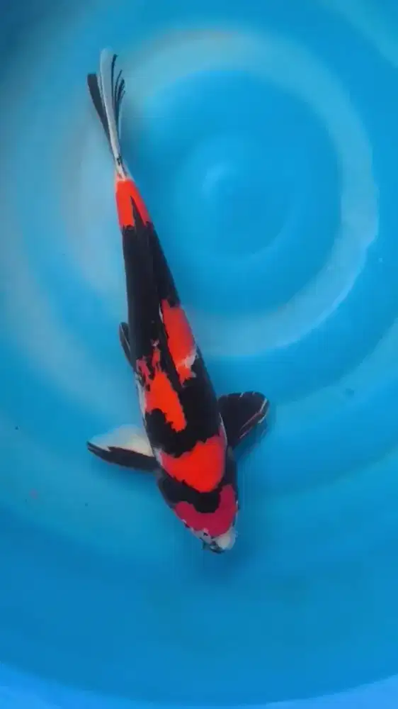 Ikan koi showa sanshoku 50up import non serti male
