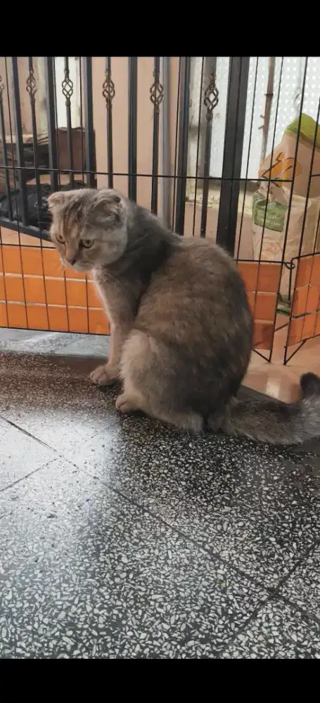 Scottish fold Doble fold/BSH /indukan betina