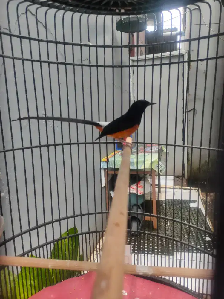 Burung murai batu muda