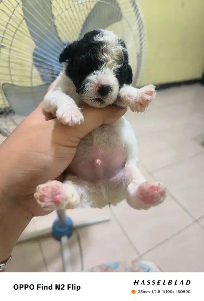 Anjing poodle party  jantan