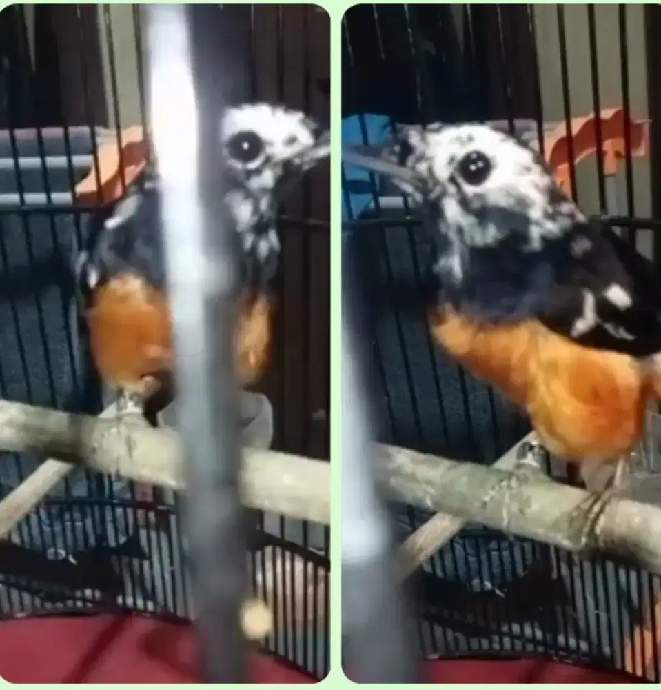 Murai jantan blorok extreme