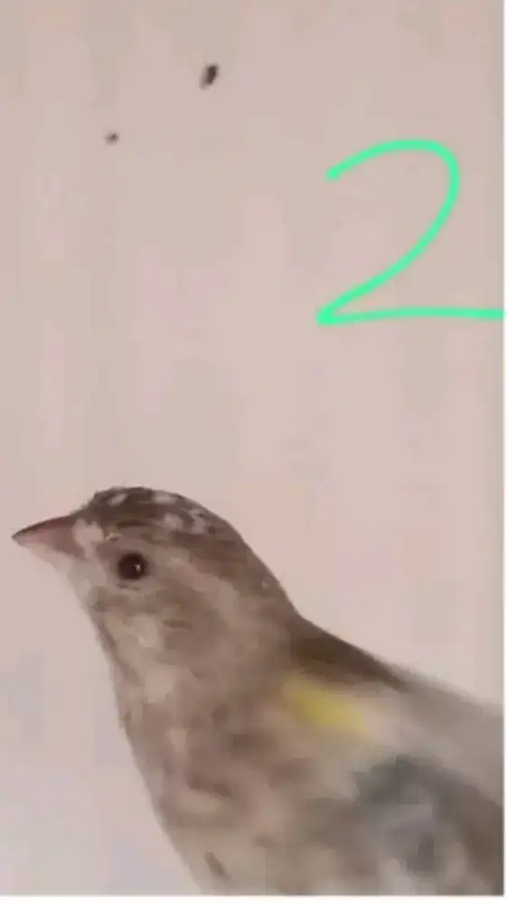 Burung blackthroat betina blorok