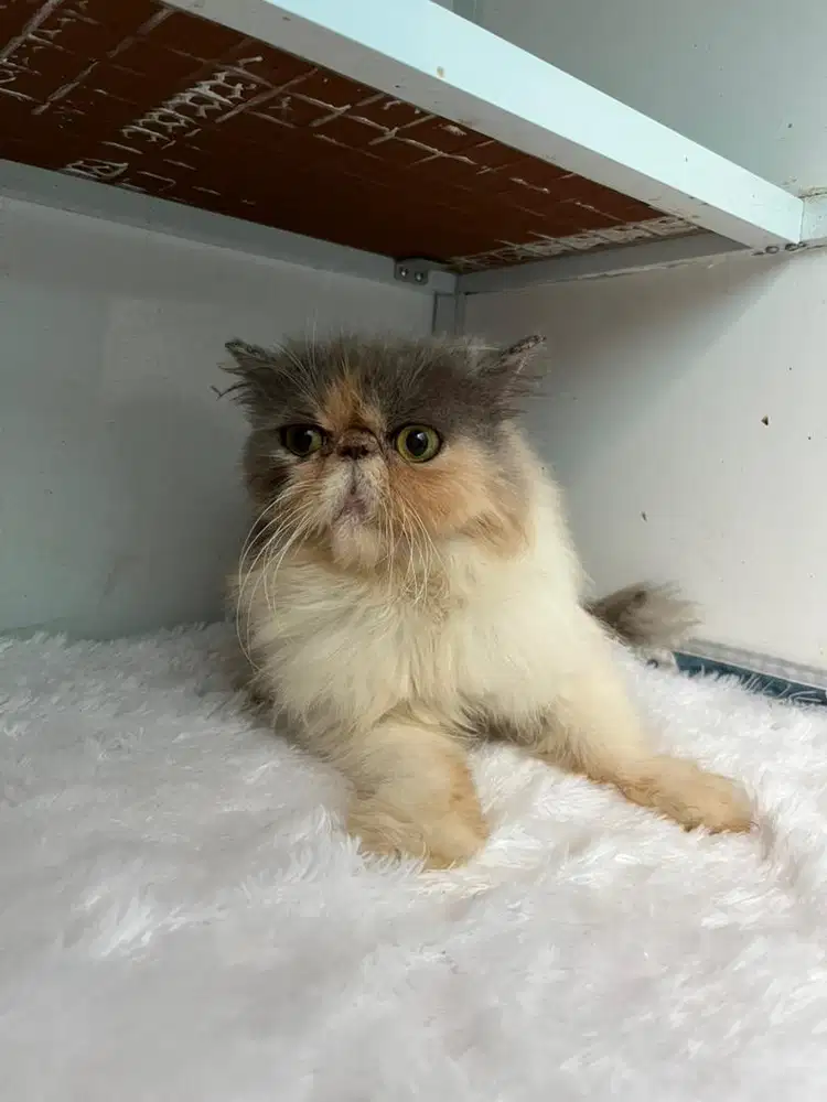 kucing persia indukan