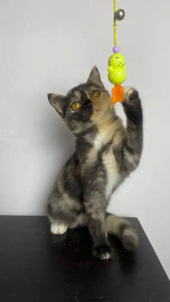 British Short Hair Mix BSah