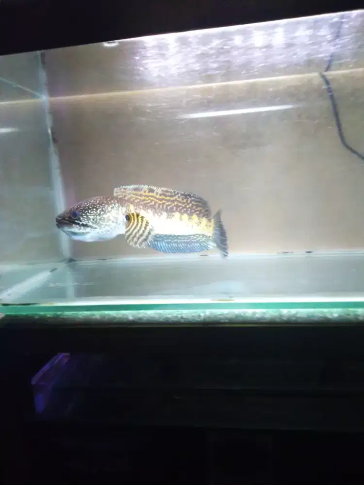 Jual Ikan Channa Auranti Ukuran 18 cm Sehat Aktif Corak Bagus