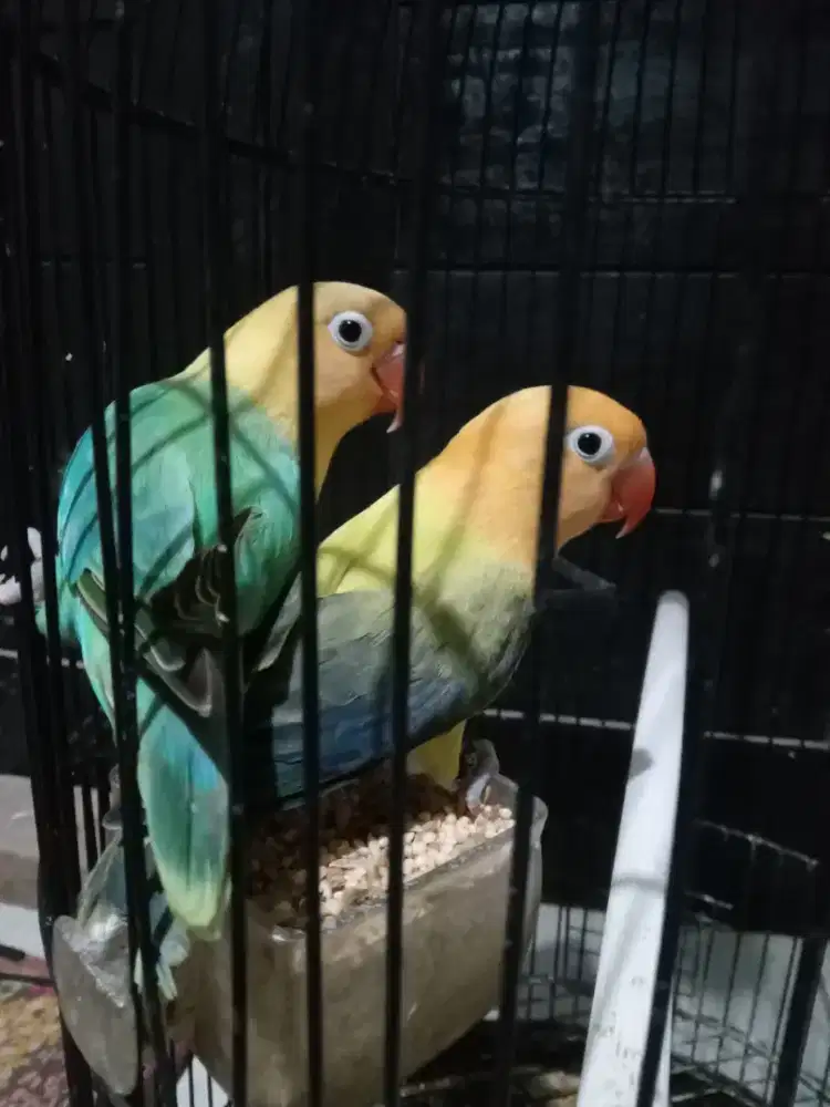 Biola aqua euwing vio homozigot x bio aqua b1