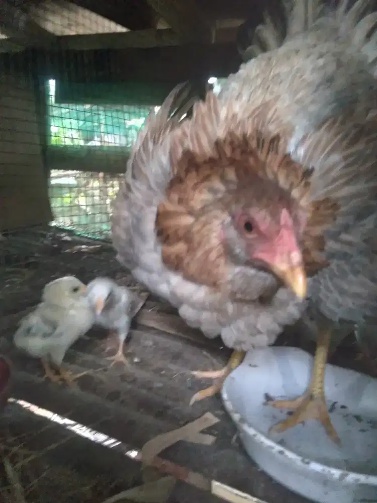 ayam kampung bawa anak