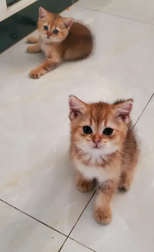 Kucing British Short Hair