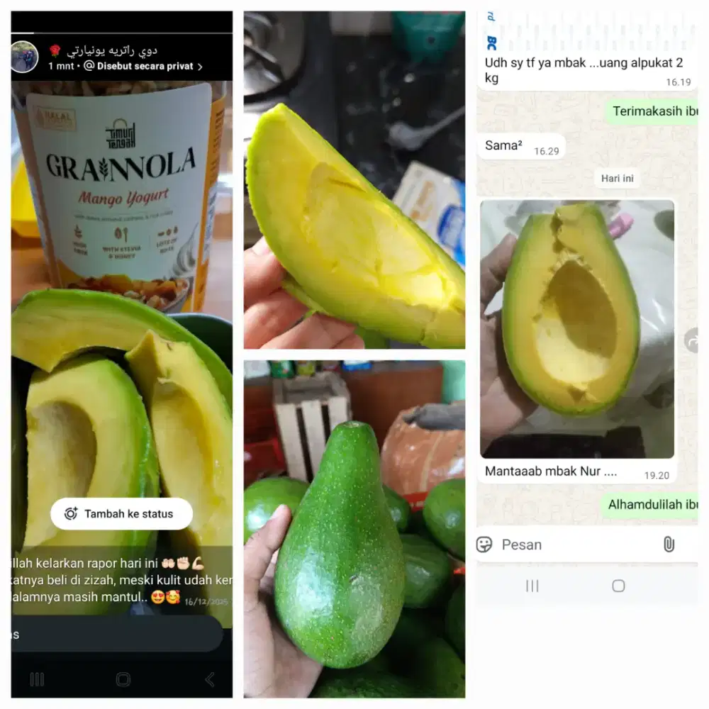 Alpukat mentega boyolali grade A